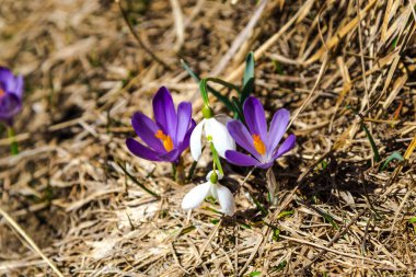 Çimenlerdeki kır çiçekleri.