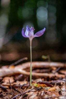 Ormandaki güzel mor krukus