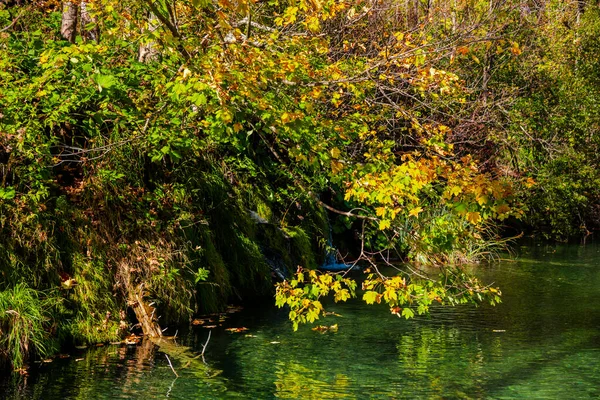 Bosque Otoñal Con Reflejo Agua —  Fotos de Stock