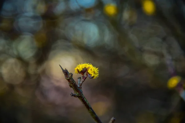 Sárga Virágok Fán — Stock Fotó