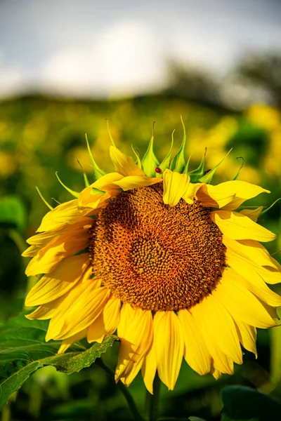 Mooie Zonnebloem Het Veld — Stockfoto