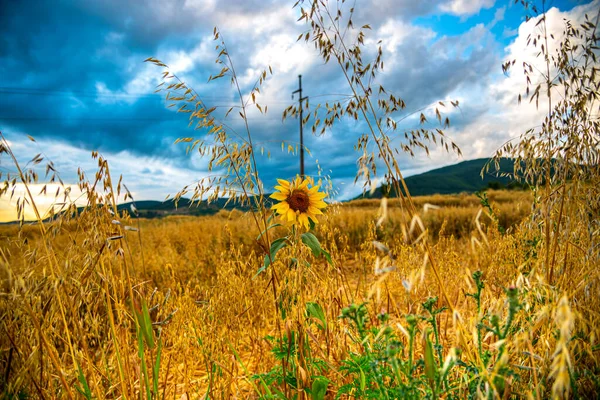 Çiçekler Bitkilerle Dolu Güzel Bir Manzara — Stok fotoğraf