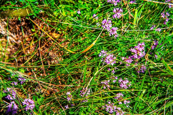 Schöne Blumen Gras — Stockfoto