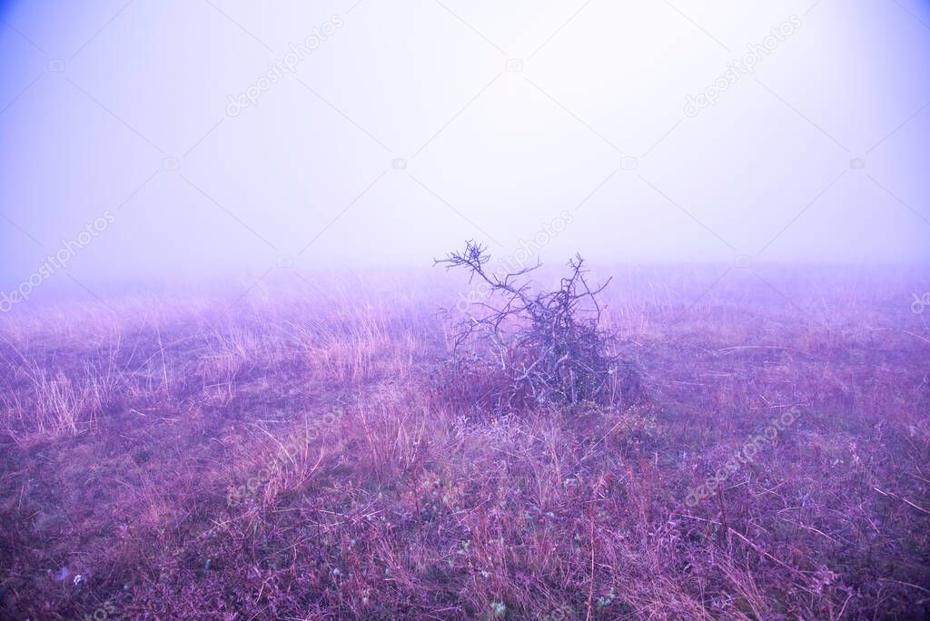 beautiful winter landscape with grass and flowers