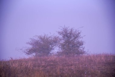 Tarlada yapayalnız ağaç