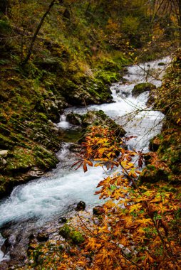 Sonbaharda dağ nehri