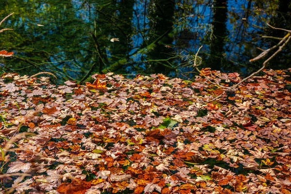 Herfstbladeren Het Park — Stockfoto