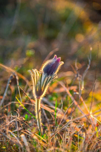 Красивый Цветок Траве — стоковое фото