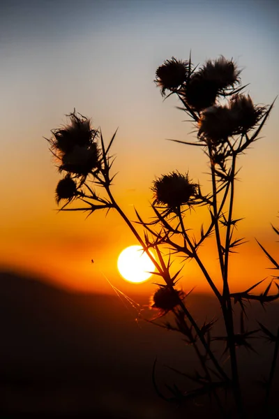 Silhuett Ett Träd Med Solnedgång — Stockfoto