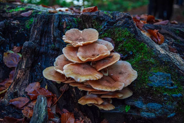 Ormanda bir grup yabani mantar.