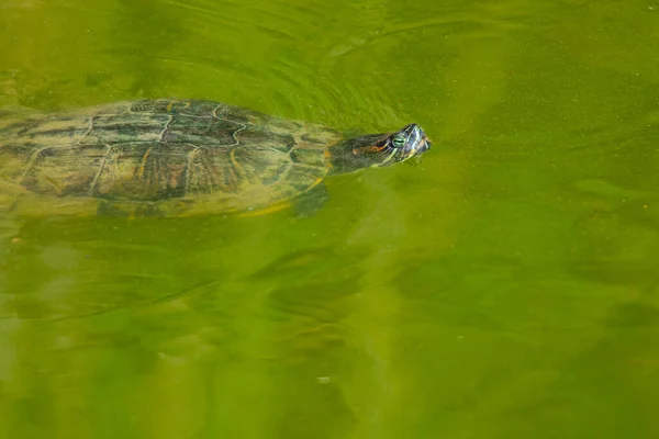 Schildkröte Schwimmt Teich — Stockfoto