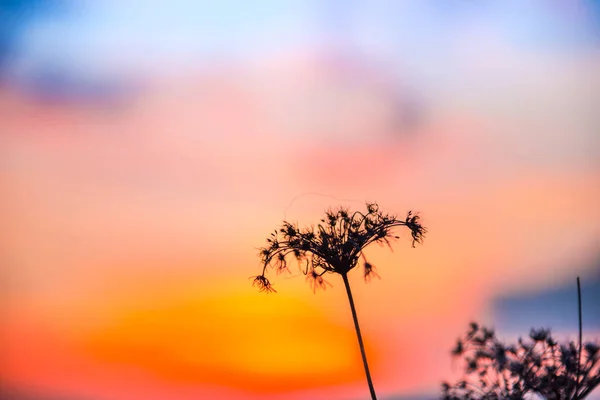 Torra Blommor Vid Solnedgången — Stockfoto