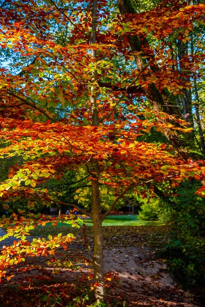 Herfstbomen Het Bos — Stockfoto