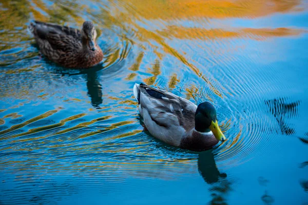 Beautiful Wild Duck Lake — Stock Photo, Image