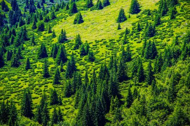 Dağlarda ilkbahar manzarası