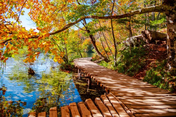 Wooden Bridge Forest — Stock Photo, Image