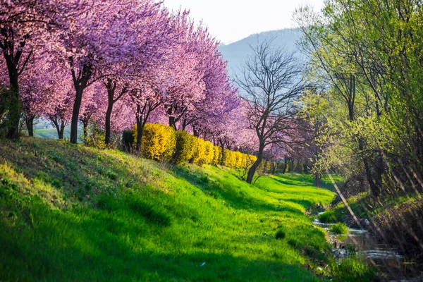 木の上の野生の桜 — ストック写真