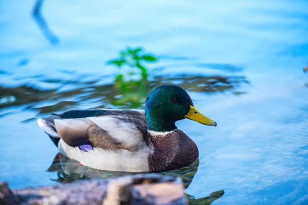 Duck Lake — Stock Photo, Image