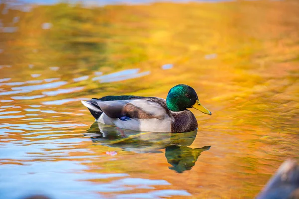 Duck Lake — Stock Photo, Image