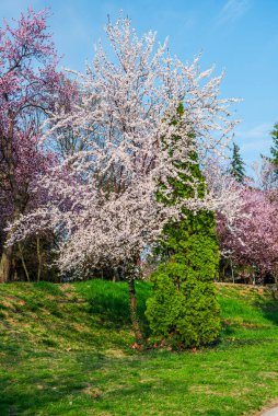 Romanya 'nın Timisoara kentinde ilkbahar manzarası