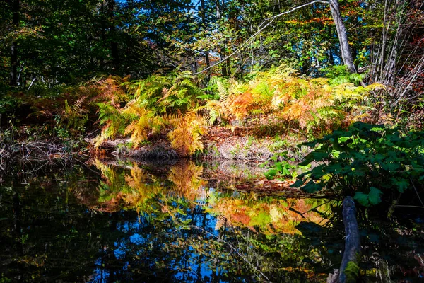 Divoká Říční Krajina Podzimní Sezóně — Stock fotografie