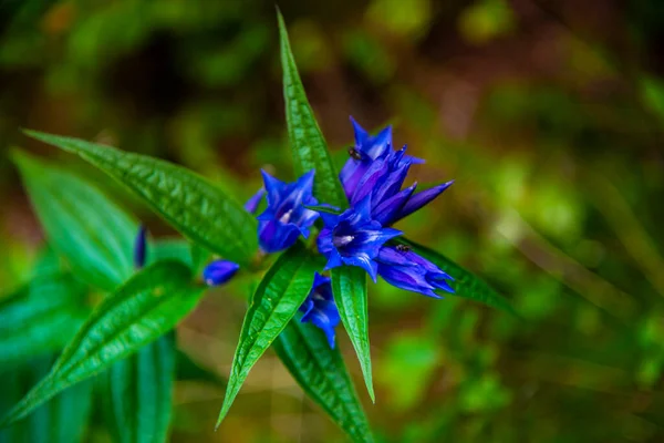 Smukke Blomster Foråret - Stock-foto