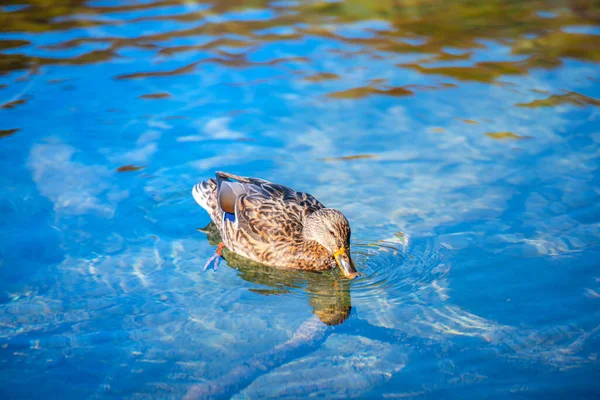 Beautiful Duck Stay Water Lake — Stock Photo, Image
