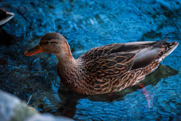 Beautiful Duck Stay Water Lake — Stock Photo, Image