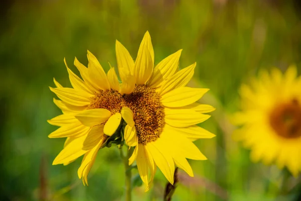 Gele Zonnebloem Het Veld — Stockfoto