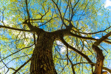 Mavi gökyüzü olan ağaç