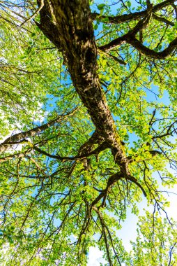 Mavi gökyüzü olan ağaç dalları