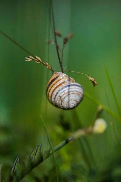 Snail Grass — Stock Photo, Image