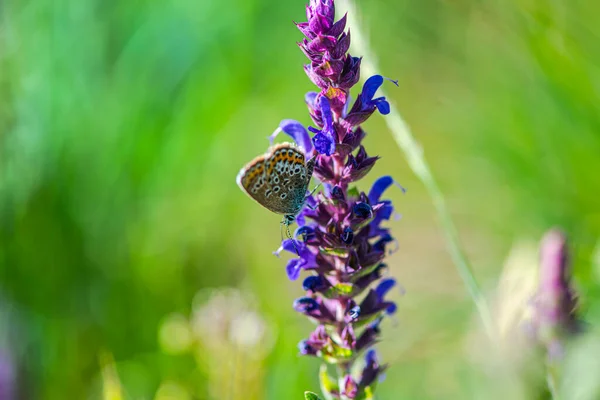 Papillon Sur Fleur — Photo