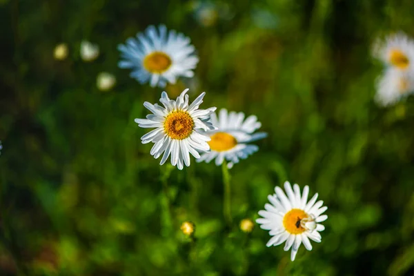 Les Fleurs Marguerite Sur Champ — Photo