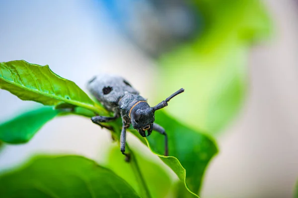 Gros Plan Insecte — Photo