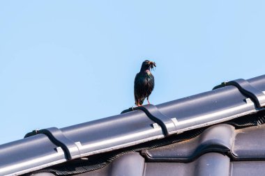 İnanılmaz Güzel küçük kuş 