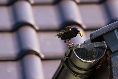 İnanılmaz Güzel küçük kuş 