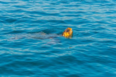 Deniz suyundaki kaplumbağa.