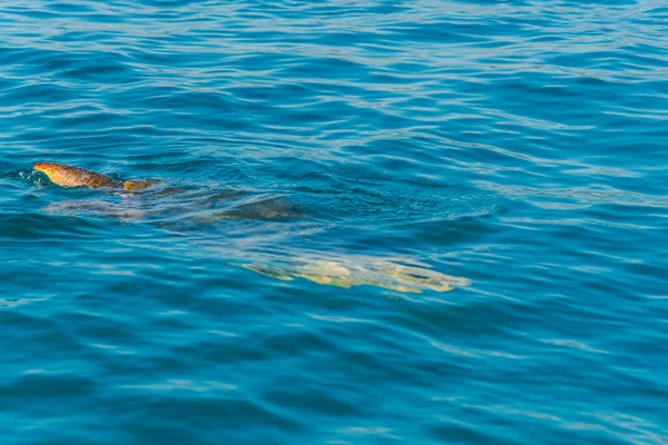 Tortuga Agua Mar — Foto de Stock