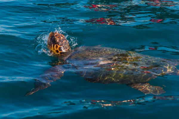 Schildpad Zee — Stockfoto