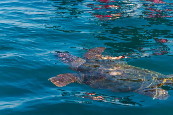 Schildpad Het Zeewater — Stockfoto