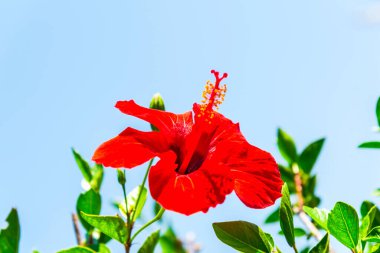 Yunanistan 'da güzel Akdeniz çiçekleri