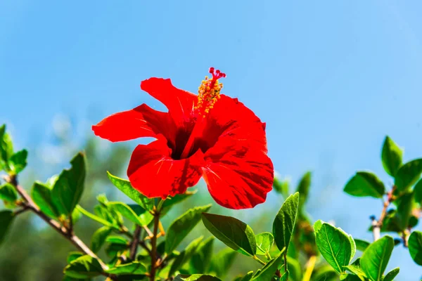 红芙蓉花 有背景 — 图库照片