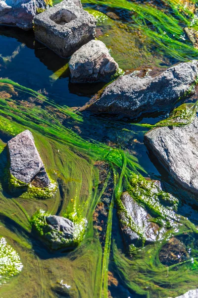 有苔藓的山溪 — 图库照片