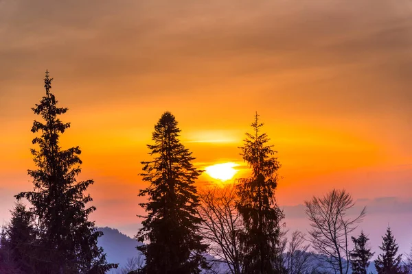 Дерева Заході Сонця Горах — стокове фото