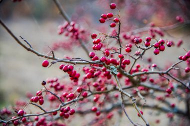 Bir dalda kırmızı dikenli meyveler