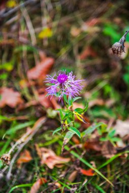 Ormanda güzel çiçekler
