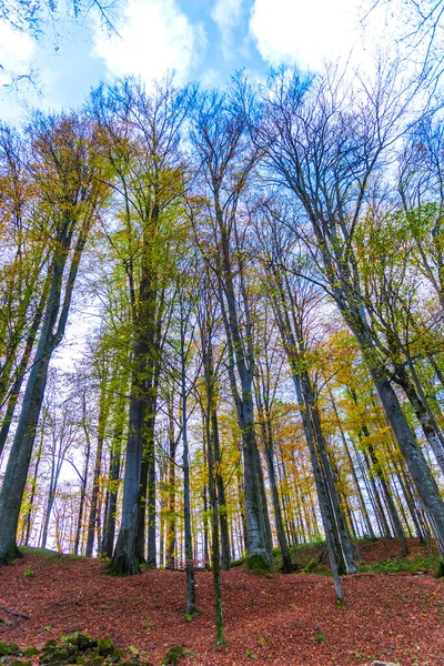 色鮮やかな秋の公園 — ストック写真