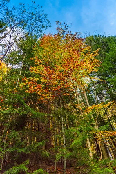 Erstaunlich Farbenfroher Herbstpark — Stockfoto