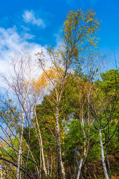 Geweldig Kleurrijke Herfst Park — Stockfoto